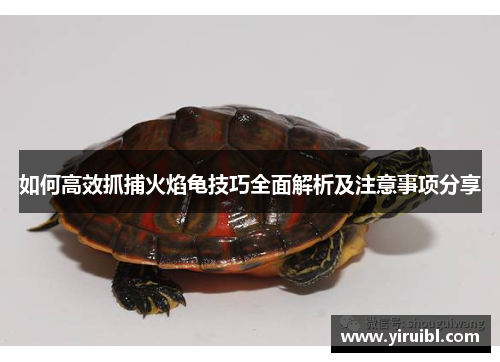 如何高效抓捕火焰龟技巧全面解析及注意事项分享
